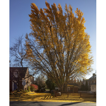 Divdaivu ginks — šķirnes foto