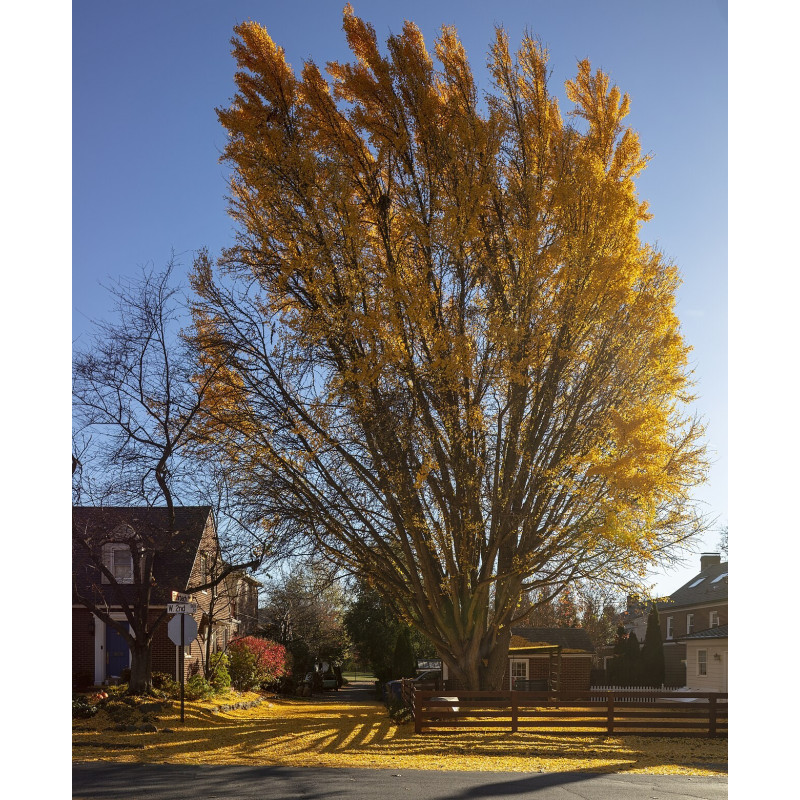 Divdaivu ginks — šķirnes foto