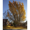 Divdaivu ginks — šķirnes foto