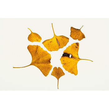 Divdaivu ginks – P9 kont. (iepriekšpārdošana)