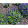 Birztalu salvija ‘Sensation Compact Deep Blue’ — šķirnes foto