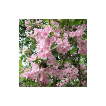 Agrā veigela ‘Bouquet Rose’ — šķirnes foto