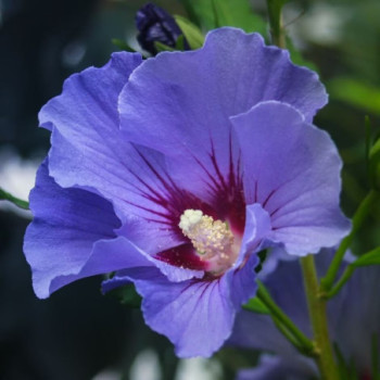 Sīrijas hibisks ‘Marina’ — šķirnes foto