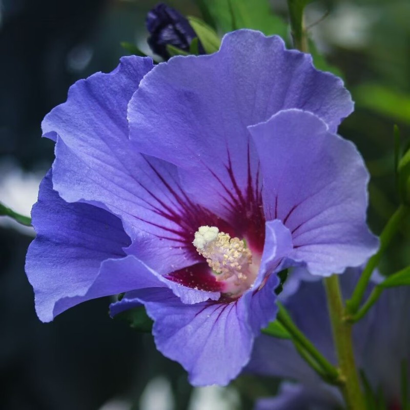 Sīrijas hibisks ‘Marina’ — šķirnes foto