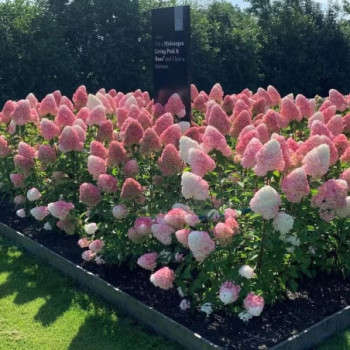 Skarainā hortenzija Living® ‘Pink & Rose’ — šķirnes foto