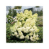 Skarainā hortenzija ‘Magical Lime Sparkle’® — šķirnes foto