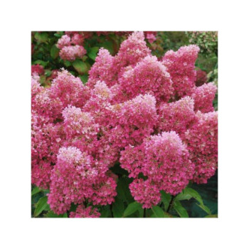 Skarainā hortenzija Petite® ‘Flori’ — šķirnes foto