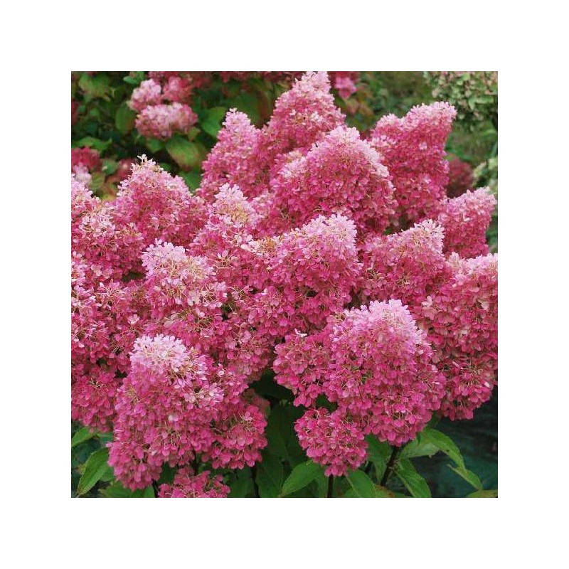 Skarainā hortenzija Petite® ‘Flori’ — šķirnes foto