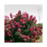 Skarainā hortenzija ‘Wim’s Red’® — šķirnes foto