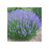 Hibrīdā lavanda ‘Phenomenal’® — šķirnes foto