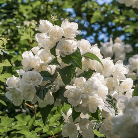 Filadelfs ‘Bouquet Blanc’ — šķirnes foto