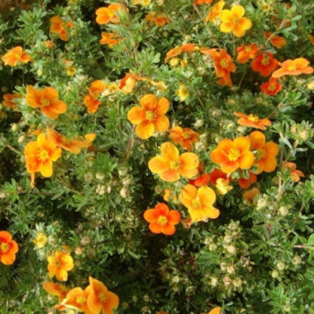 Parastā klinšrozīte ‘Hopleys Orange’ — šķirnes foto