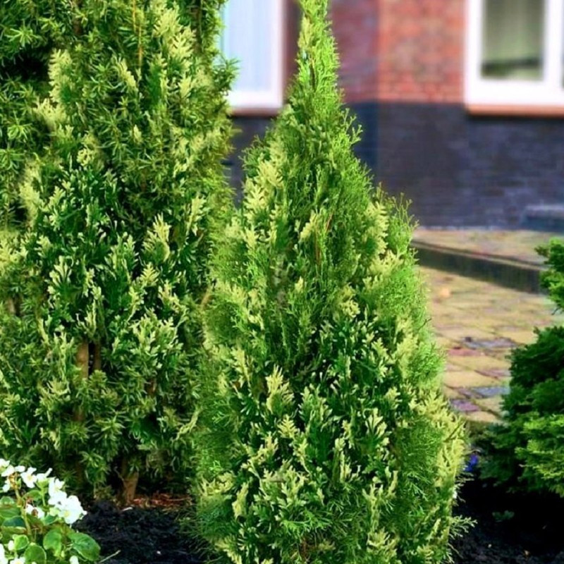 Rietumu tūja ‘Smaragd Variegata’ — šķirnes foto