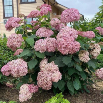 Kokveida hortenzija Candybelle® Bubblegum — šķirnes foto