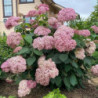 Kokveida hortenzija Candybelle® Bubblegum — šķirnes foto