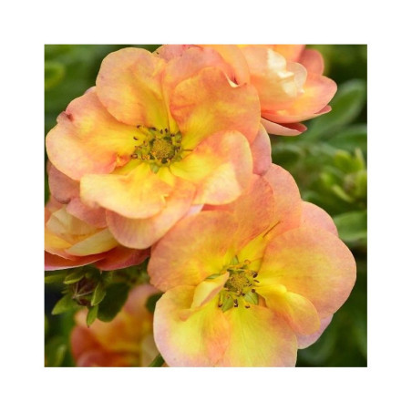 Parastā klinšrozīte ‘Double Punch Peach’® — šķirnes foto