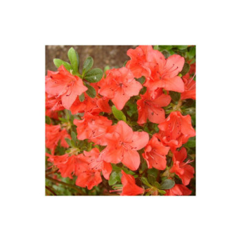 Japānas acālija ‘Geisha Orange’ — šķirnes foto
