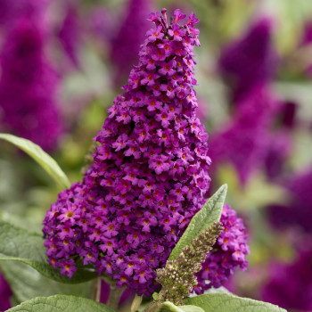 Buddleja davidii Butterfly Candy® Little Magenta ('BoTex 008') PBR — šķirnes foto