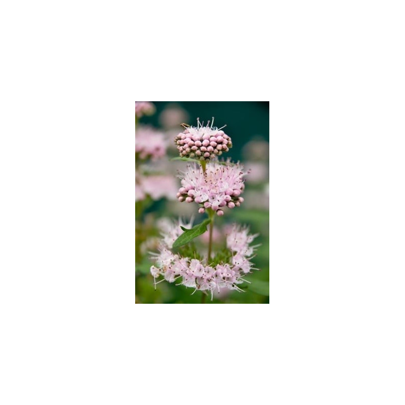 Caryopteris × clandonensis Stephi ('Lissteph') PBR — šķirnes foto