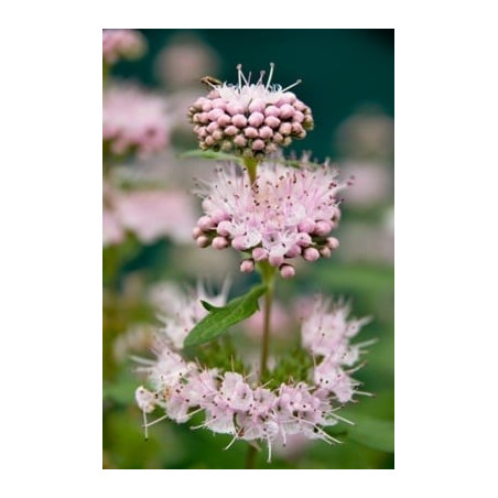 Caryopteris × clandonensis Stephi ('Lissteph') PBR — šķirnes foto