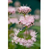 Caryopteris × clandonensis Stephi ('Lissteph') PBR — šķirnes foto
