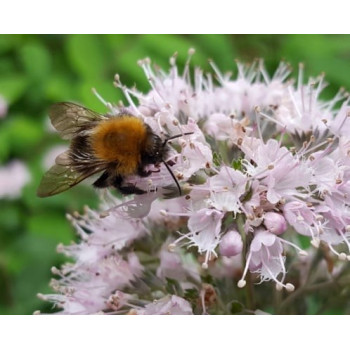 Kariopteris Stephi® – P9 kont. (iepriekšpārdošana)