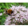 Kariopteris Stephi® – P9 kont. (iepriekšpārdošana)