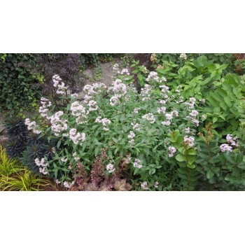 Kariopteris Stephi® – P9 kont. (iepriekšpārdošana)