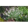 Kariopteris Stephi® – P9 kont. (iepriekšpārdošana)