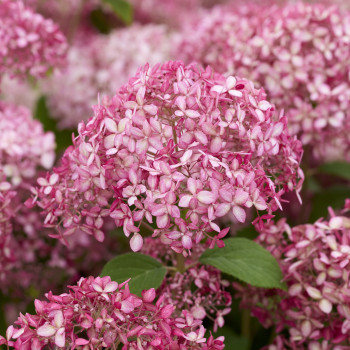 Hydrangea arborescens Candybelle® Sorbet ('Hyso22') PBR — šķirnes foto