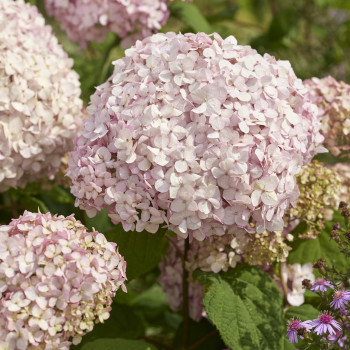 Hydrangea arborescens ‘GRHYARUP2’ (Stand Up® Pink) — šķirnes foto