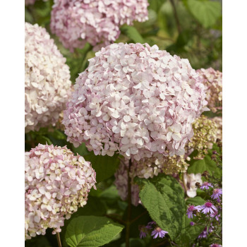 Hydrangea arborescens ‘GRHYARUP2’ (Stand Up® Pink) — šķirnes foto