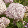 Hydrangea arborescens ‘GRHYARUP2’ (Stand Up® Pink) — šķirnes foto