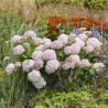Hortenzija, kokveida Stand Up® Pink /Hydrangea arborescens/ – P9 kont. (iepriekšpārdošana)