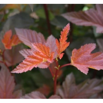 Physocarpus opulifolius 'Mindia' (Diable d'Or®) — šķirnes foto