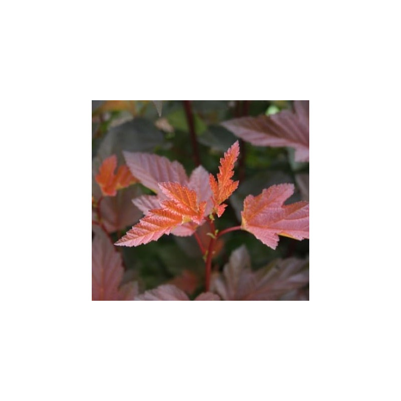 Physocarpus opulifolius 'Mindia' (Diable d'Or®) — šķirnes foto