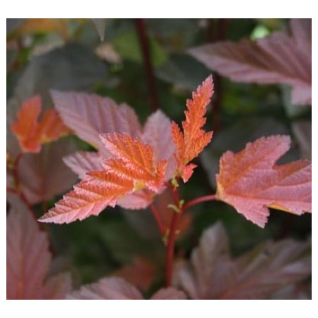 Physocarpus opulifolius 'Mindia' (Diable d'Or®) — šķirnes foto