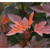 Physocarpus opulifolius 'Mindia' (Diable d'Or®) — šķirnes foto