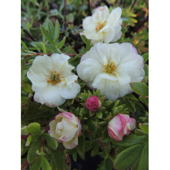 Potentilla fruticosa 'Mincrero01' (Double Punch® Cream) — šķirnes foto