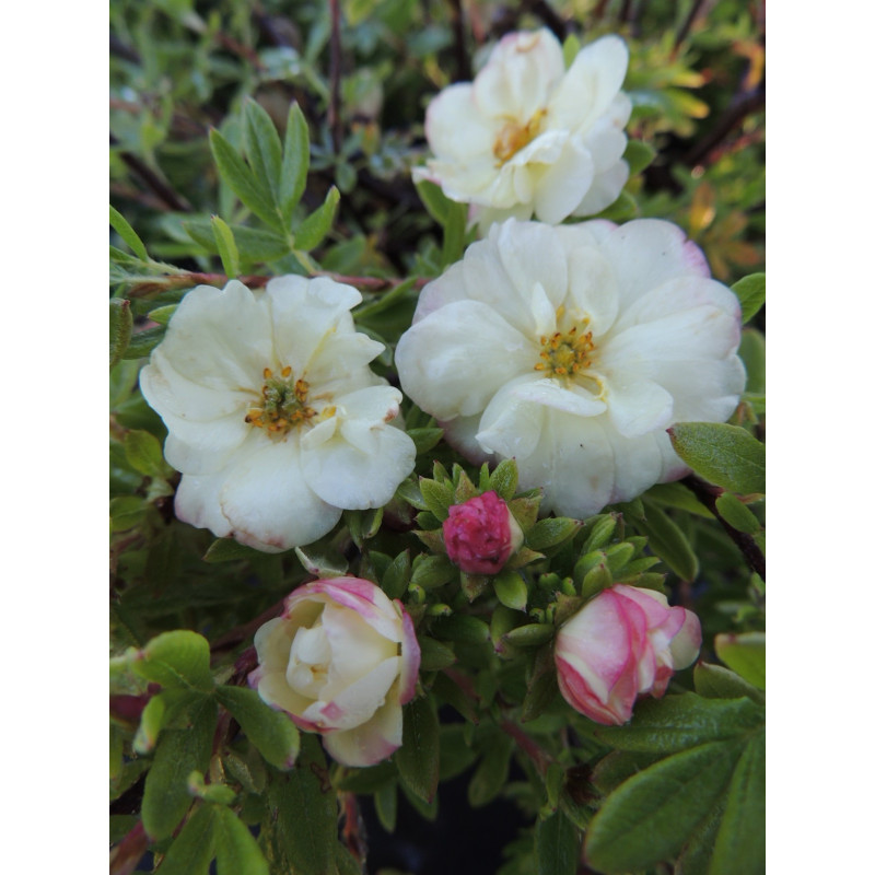 Potentilla fruticosa 'Mincrero01' (Double Punch® Cream) — šķirnes foto