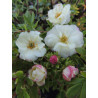 Potentilla fruticosa 'Mincrero01' (Double Punch® Cream) — šķirnes foto