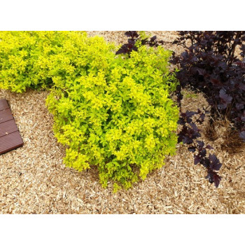 Spiraea japonica 'Minspiz07' (ZEN'SPIRIT® Gold) — šķirnes foto
