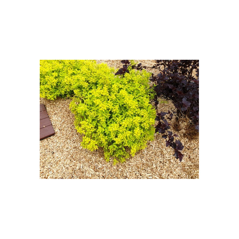 Spiraea japonica 'Minspiz07' (ZEN'SPIRIT® Gold) — šķirnes foto