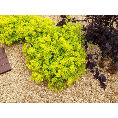 Spiraea japonica 'Minspiz07' (ZEN'SPIRIT® Gold) — šķirnes foto