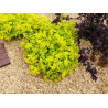 Spiraea japonica 'Minspiz07' (ZEN'SPIRIT® Gold) — šķirnes foto