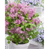Meijera ceriņš ‘Flowerfesta Pink’® – P9 kont. (iepriekšpārdošana)