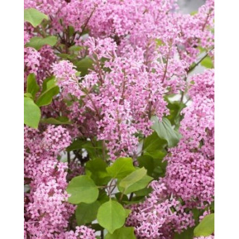 Syringa meyeri 'Anny200817' (Flowerfesta® Pink) — šķirnes foto