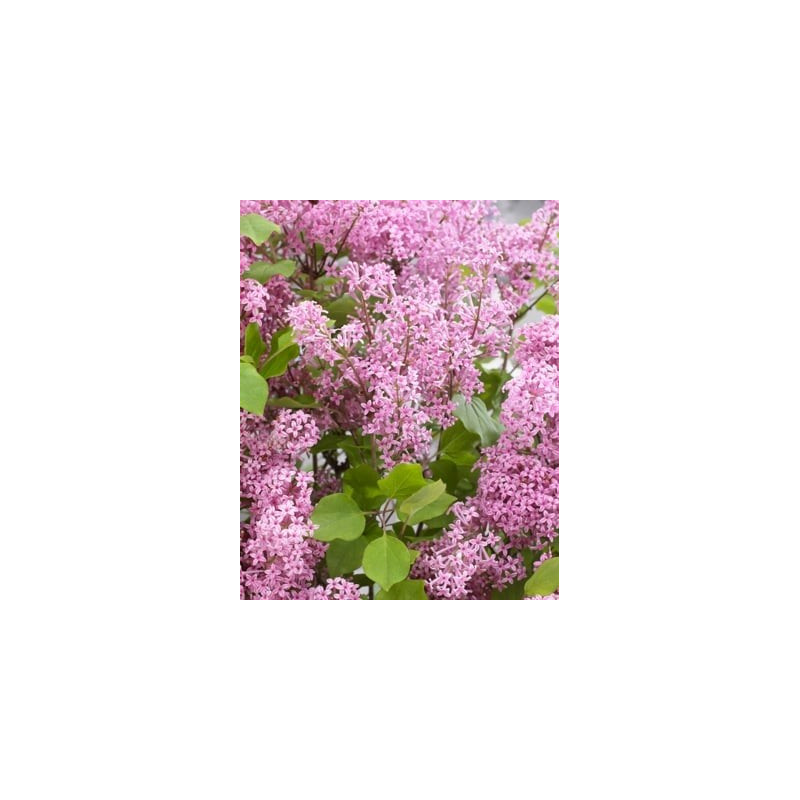 Syringa meyeri 'Anny200817' (Flowerfesta® Pink) — šķirnes foto