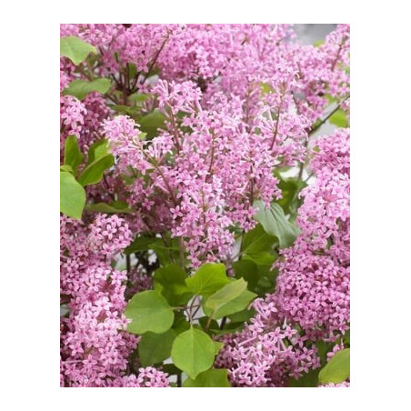 Syringa meyeri 'Anny200817' (Flowerfesta® Pink) — šķirnes foto
