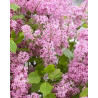 Syringa meyeri 'Anny200817' (Flowerfesta® Pink) — šķirnes foto